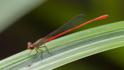 Telebasis digiticollis (Marsh Firetail) male-3.jpg